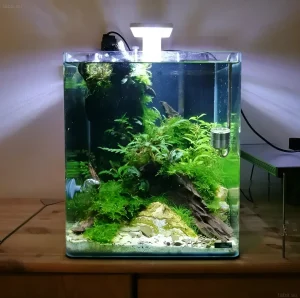 Фото аквариума-куба с живыми растениями, корягой и галькой. Идеальный нано-аквариум для начинающих аквариумистов.