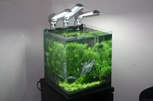 Фотография аквариума-куба, засаженного густыми зелеными растениями. Идеальный пример для любителей акваскейпинга и нано-аквариумов.