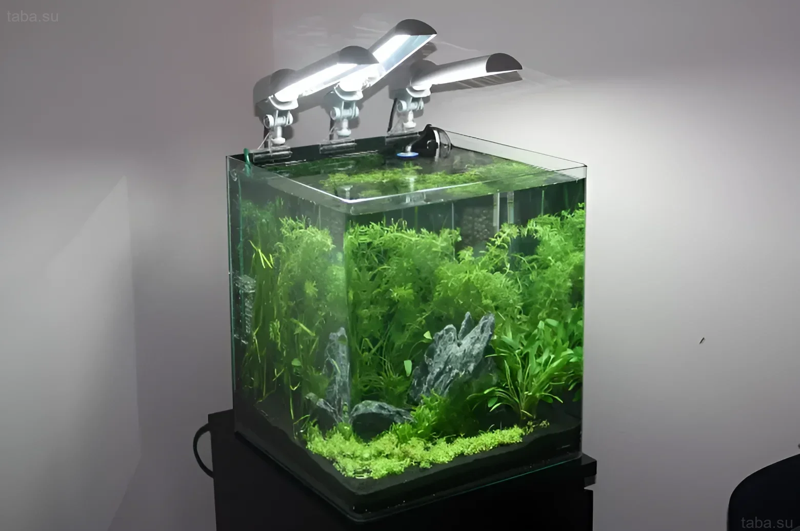 Фотография аквариума-куба, засаженного густыми зелеными растениями. Идеальный пример для любителей акваскейпинга и нано-аквариумов.