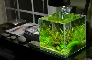 Яркий нано-аквариум кубической формы, густо засаженный зелеными растениями, создает эффект природного уголка в интерьере.