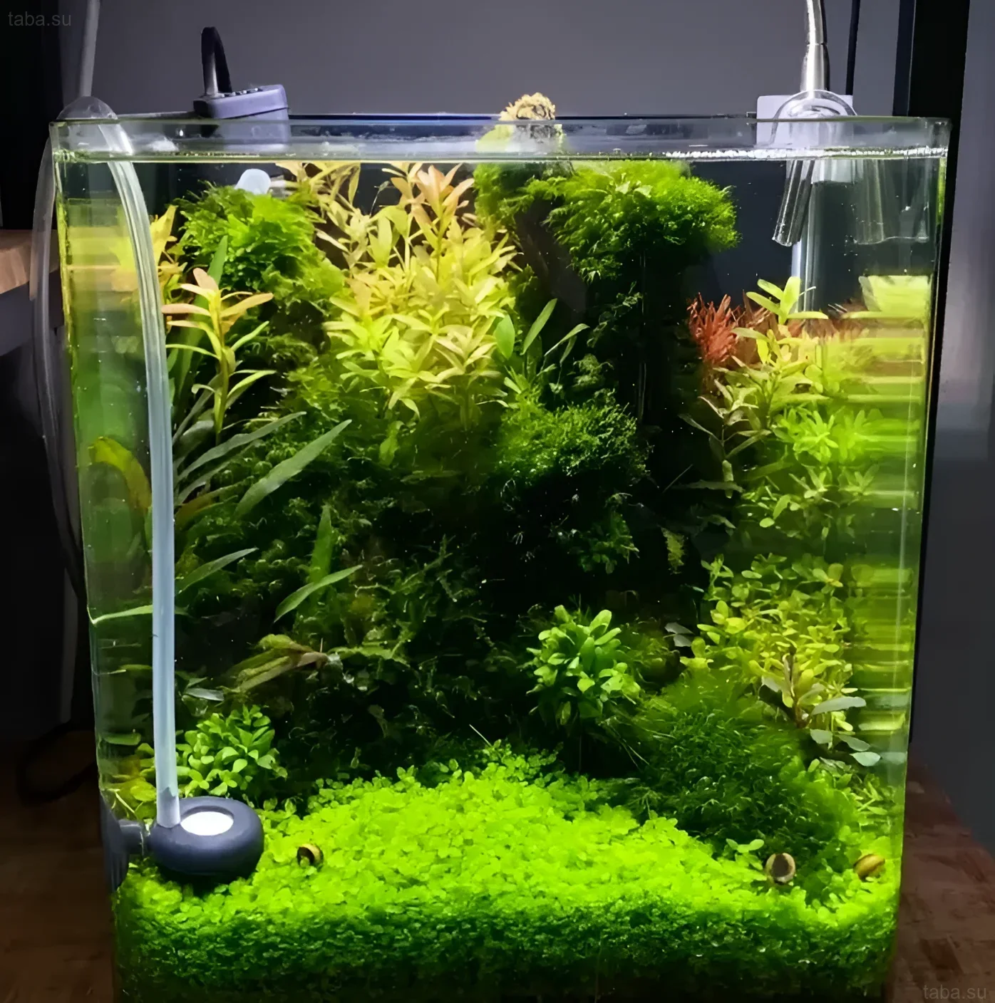 Фотография аквариума-куба, густо засаженного различными видами аквариумных растений, создающих эффект миниатюрного подводного леса.