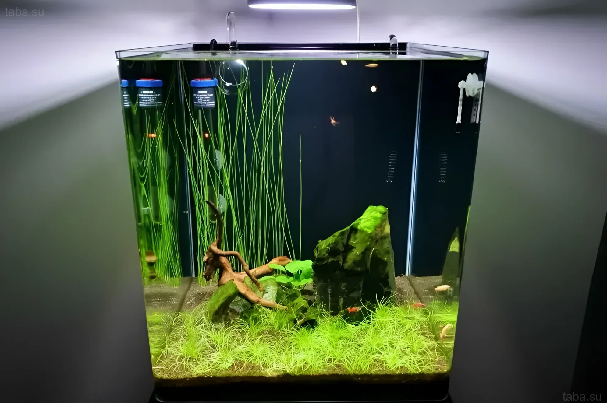 Фотография аквариума-куба с густо засаженным передним планом, корягой и камнем, населенного стайкой небольших рыбок. Идеальный пример nano-аквариума.