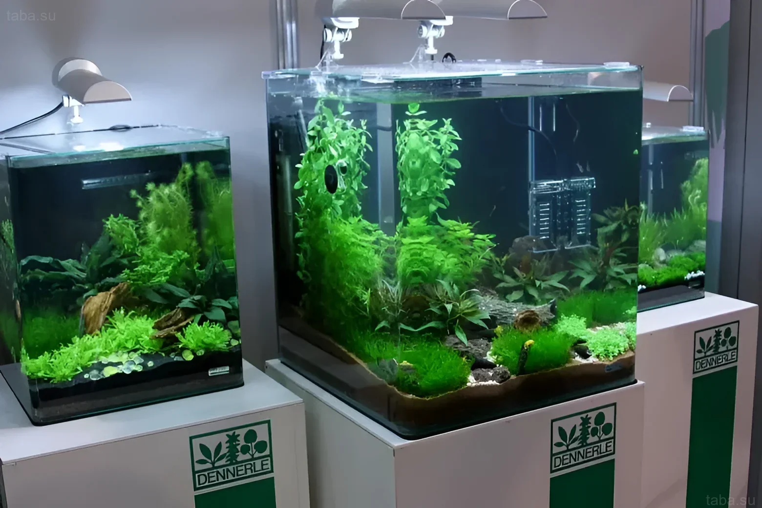 Фотография трех аквариумов-кубов, демонстрирующих пышную растительность и минималистичный дизайн. Подходит для вдохновения и планирования нано-аквариумов.