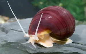 Изображение раздела 'Дополнительное изображение 2' в статье про Ампулярия: желтая, черничная, белая