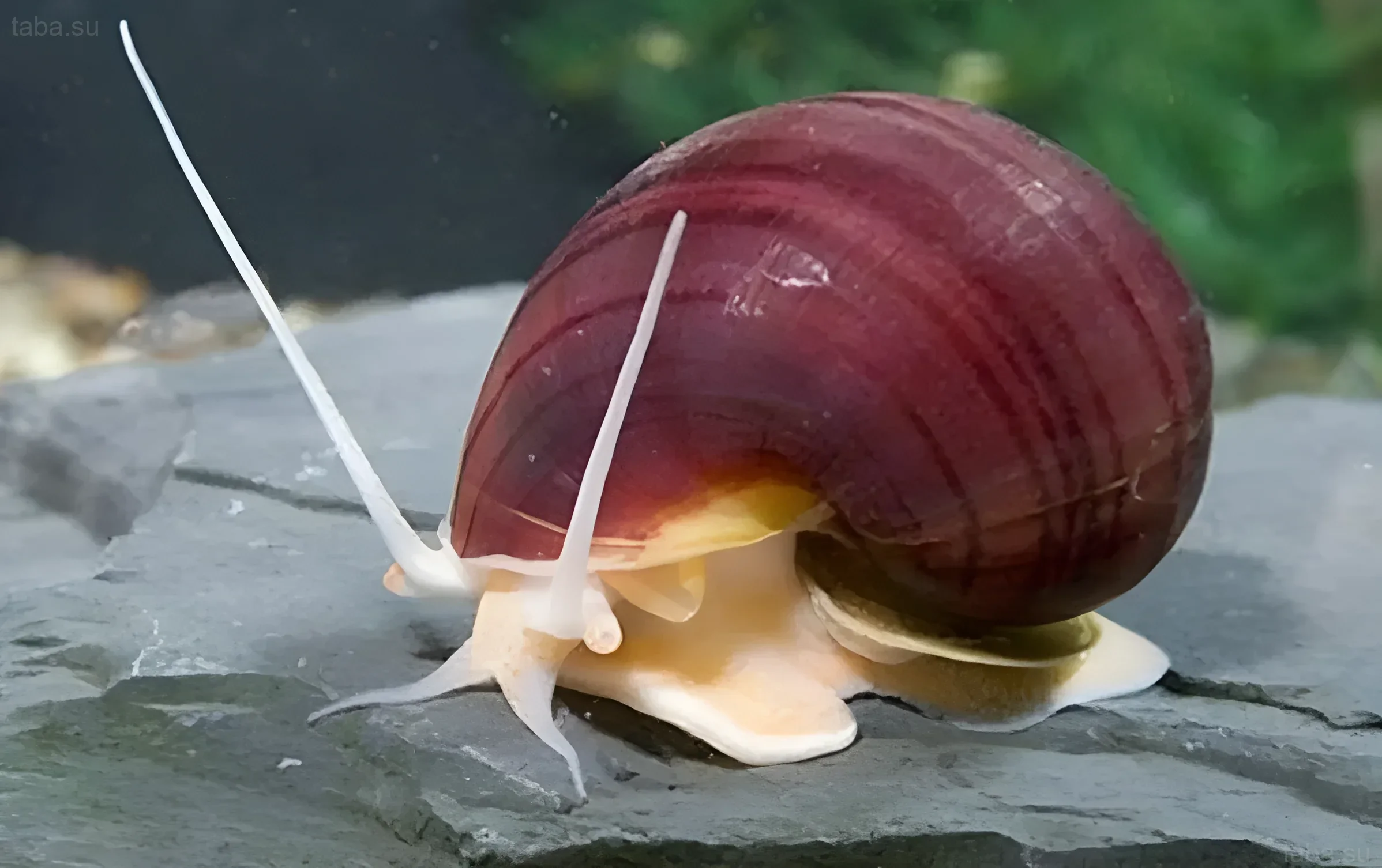 صورة قسم 'صورة إضافية 2' في مقال عن الأمبولاريا: الصفراء، الزرقاء، البيضاء