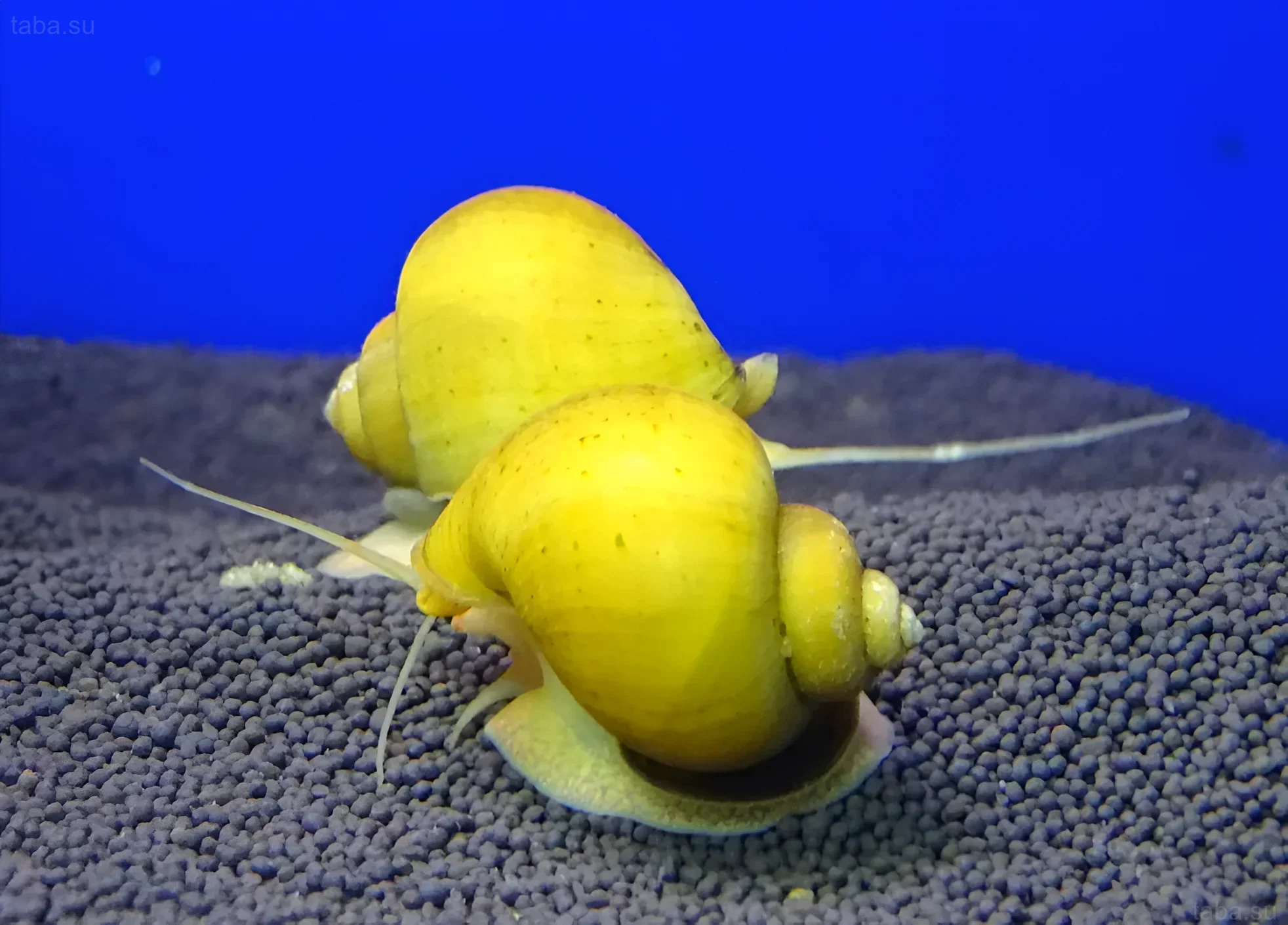 Желтые ампулярии на темном гравии: фото для статьи об аквариумных улитках. Уход и содержание.