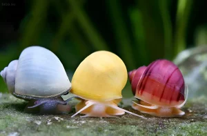 Фотография трех улиток ампулярия разных окрасов: белой, желтой и бордово-красной, ползущих по заросшему мхом камню в аквариуме.