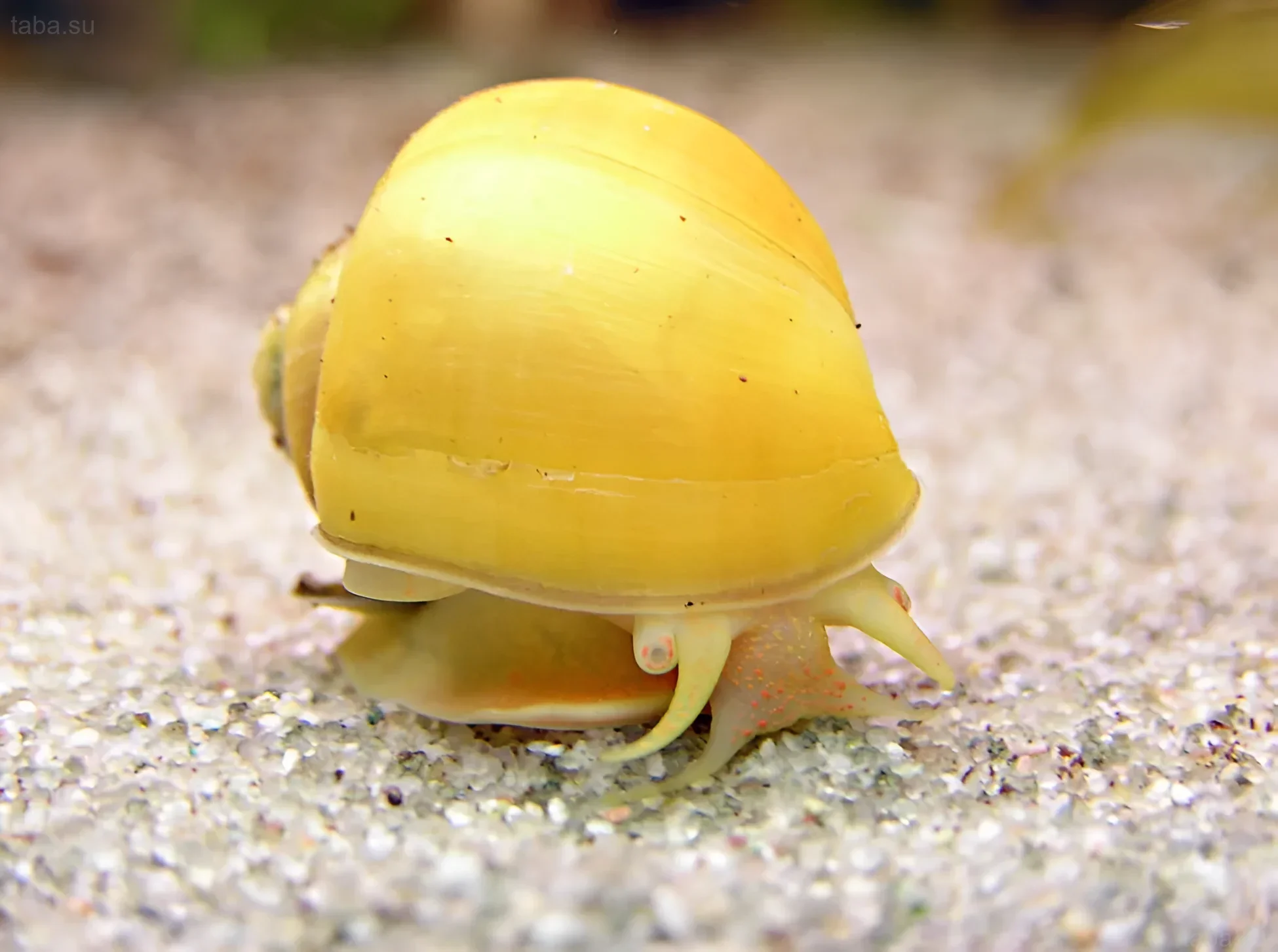 لقطة مقربة لأمبولاريا صفراء على تربة رملية في حوض سمك. القوقعة تزحف، تظهر لونها الزاهي وحالتها الصحية.