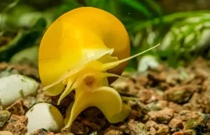 Крупный план желтой ампулярии в аквариуме с растениями и грубым субстратом. Идеально для иллюстрации содержания улиток.