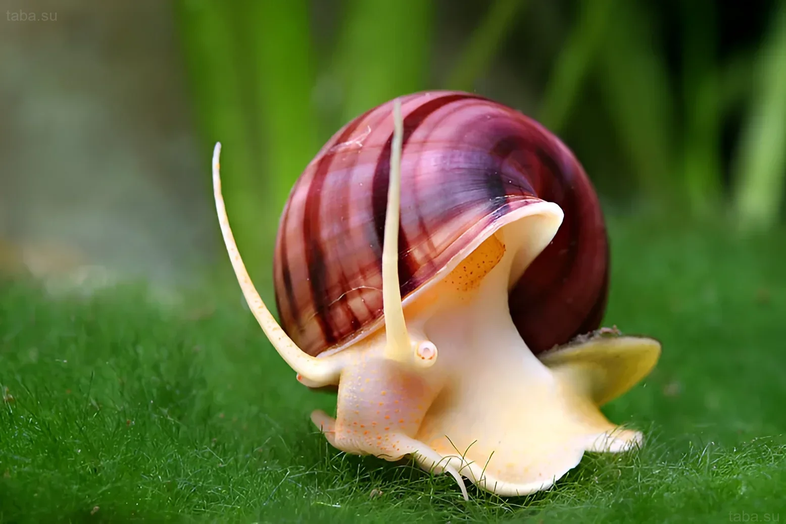 لقطة مقربة لقوقعة أمبولاريا ذات قوقعة جميلة، تظهر خصائصها وبيئتها الطبيعية في الحوض.