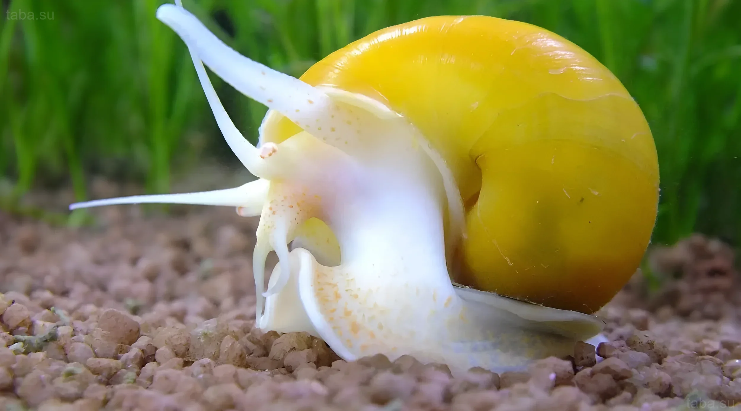 لقطة مقربة لأمبولاريا صفراء في حوض سمك، تظهر صدفةها الزاهية وقرون استشعارها المتحركة. مثالي للمحتوى حول قواقع الأحواض.