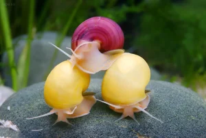 Фотография трех ампулярий: двух ярко-желтых и одной винно-красной, сидящих на камне в аквариуме. Идеально для статьи об ампуляриях.