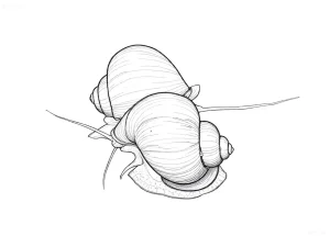 Четкий контурный рисунок ампулярии, идеальный эскиз для татуировки. Изображение демонстрирует детализированную спиральную раковину и мягкие ткани улитки.