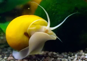 Желтая ампулярия ползет по грунту аквариума, демонстрируя свою яркую раковину и длинные щупальца. Идеально для любителей необычных улиток.