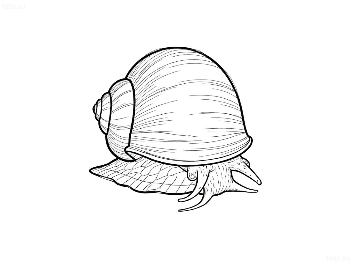 رسم تخطيطي بالأبيض والأسود لأمبولاريا، مثالي للوشم. رسم مفصل للصدفة والجسم، مع التركيز على النسيج.