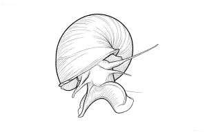 Четкий контурный рисунок ампулярии, идеальный эскиз для татуировки. Подробная прорисовка раковины и тела улитки, минималистичный стиль.