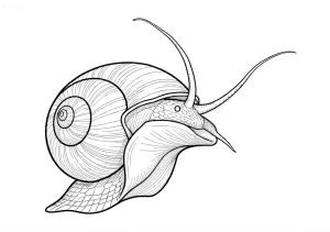 Чёрно-белый эскиз ампулярии, идеально подходящий для татуировки. Детализированная прорисовка раковины и тела моллюска, акцент на текстуре.
