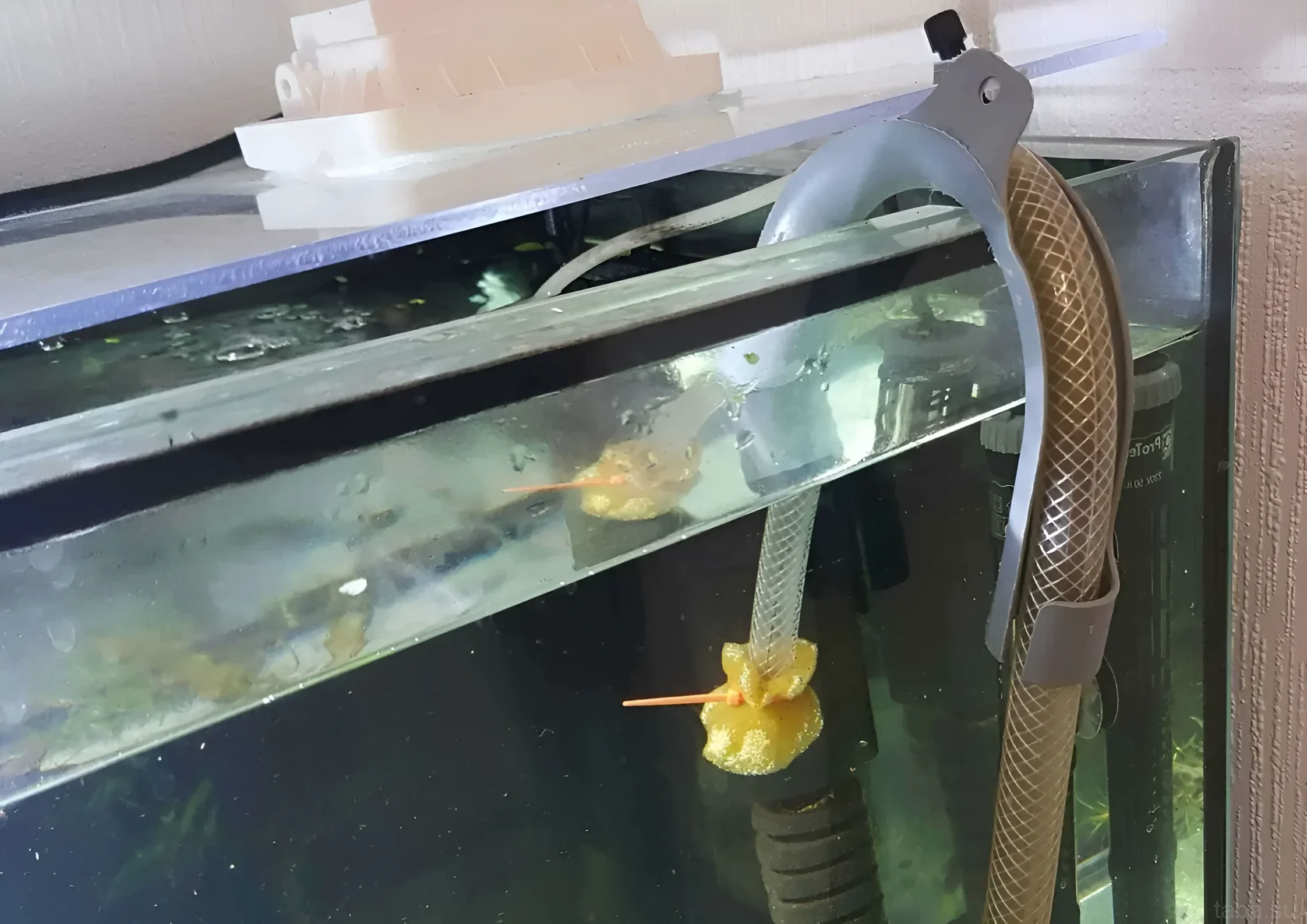 Изображение демонстрирует процесс сифонки грунта в аквариуме с использованием специального сифона. Поддержание чистоты аквариума важно для здоровья рыб.