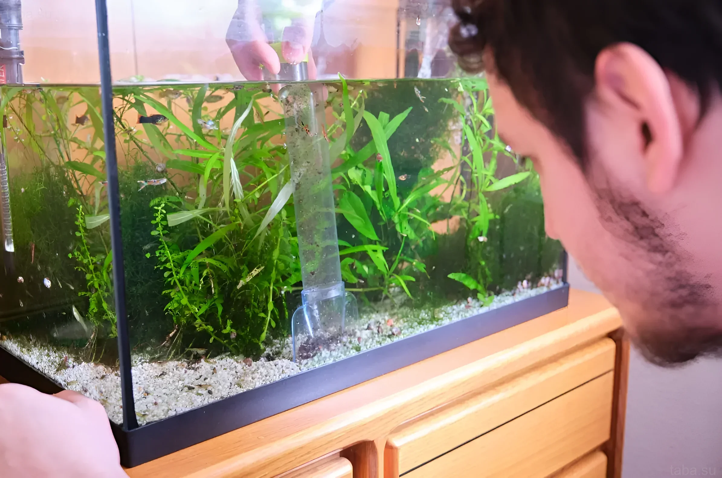 Фотография аквариума с растениями и неоновыми тетрами, демонстрирующая процесс обслуживания аквариума аквариумистом.
