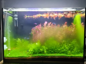 Красивый аквариум с густой растительностью, неоновыми тетрами и ярким роголистником. Идеальный пример здоровой аквасистемы.