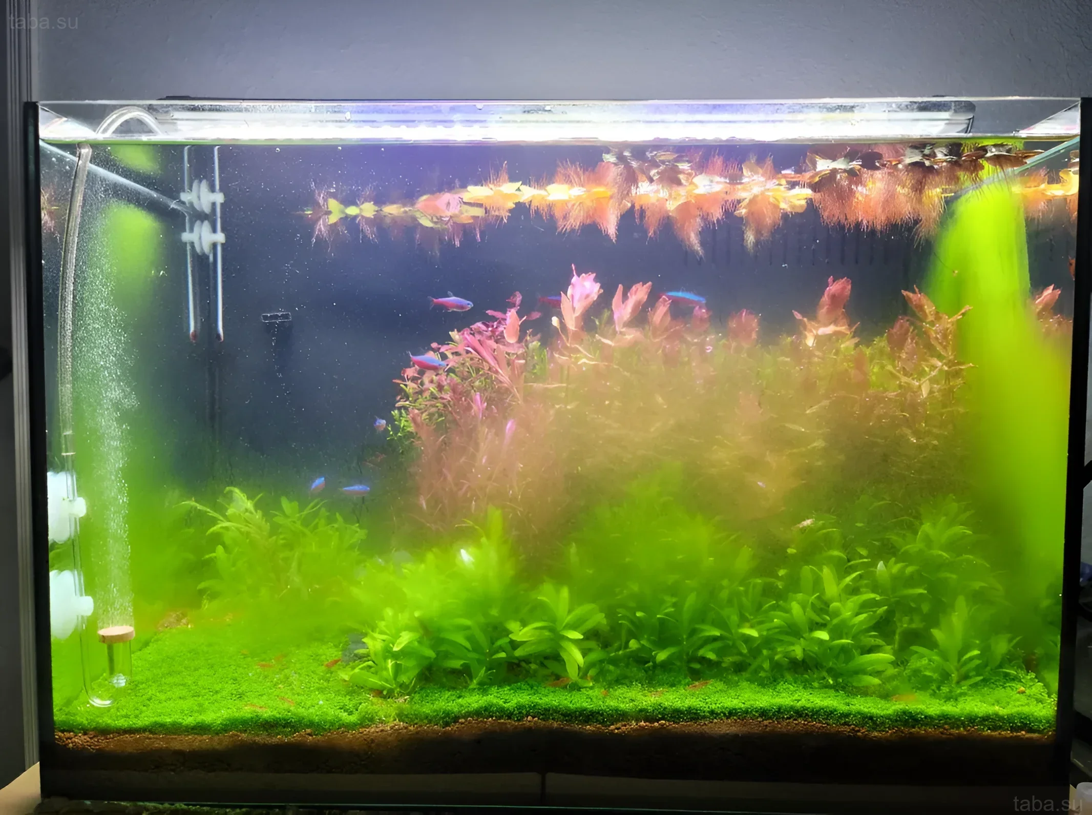 Красивый аквариум с густой растительностью, неоновыми тетрами и ярким роголистником. Идеальный пример здоровой аквасистемы.