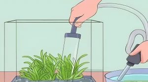 Иллюстрация процесса сифонной подмены воды в аквариуме с густыми растениями. Поддержание чистоты и здоровья аквариума.