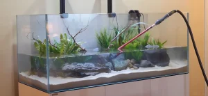 Фотография аквариума во время подмены воды. Длинный аквариум с песчаным грунтом, растениями и камнями. Поддержание чистоты аквариума.