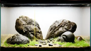 Фотография аквариума в стиле ивагуми с акцентом на крупные камни и низкорослый зеленый ковер из растений. Идеально для вдохновения.