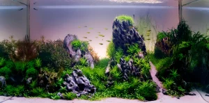 Фотография аквариума в стиле Ивагуми с использованием камней, растений и стайки небольших рыб. Идеальный баланс и минимализм.