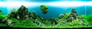 Уникальный аквариум Ивагуми с парящим островом, густой растительностью и стайкой неонов. Идеальный пример акваскейпинга.