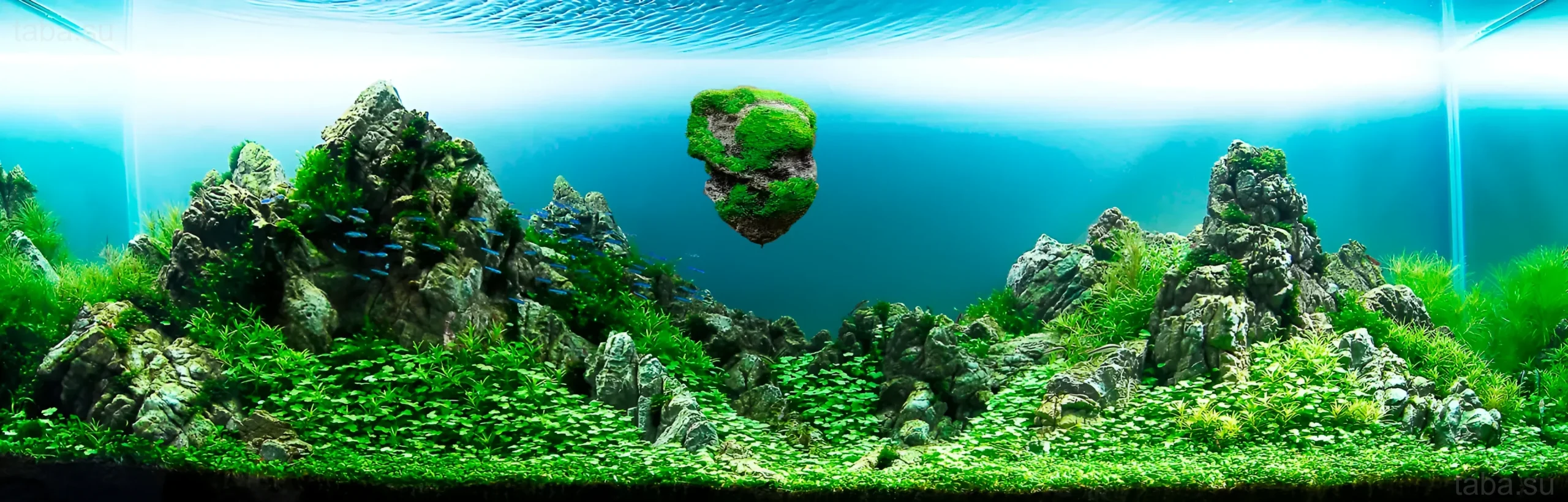 حوض سمك إيواجومي فريد مع جزيرة عائمة، ونباتات كثيفة، وسرب من أسماك النيون. مثال مثالي لتصميم أحواض السمك.