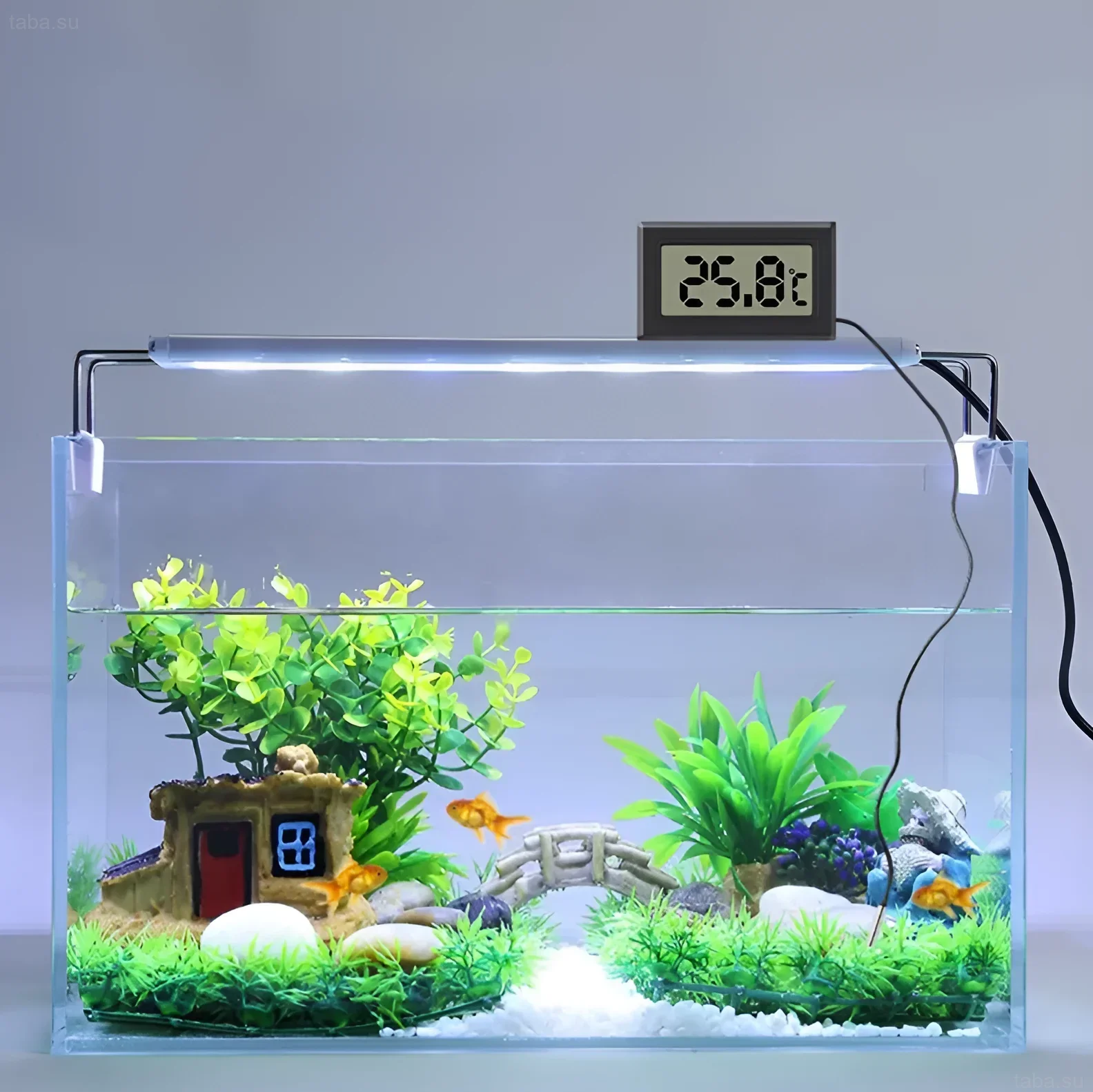 सजावट और 25.8°C दिखाने वाले थर्मामीटर के साथ एक छोटे एक्वेरियम की तस्वीर। उष्णकटिबंधीय मछलियों के लिए इष्टतम तापमान बनाए रखना।
