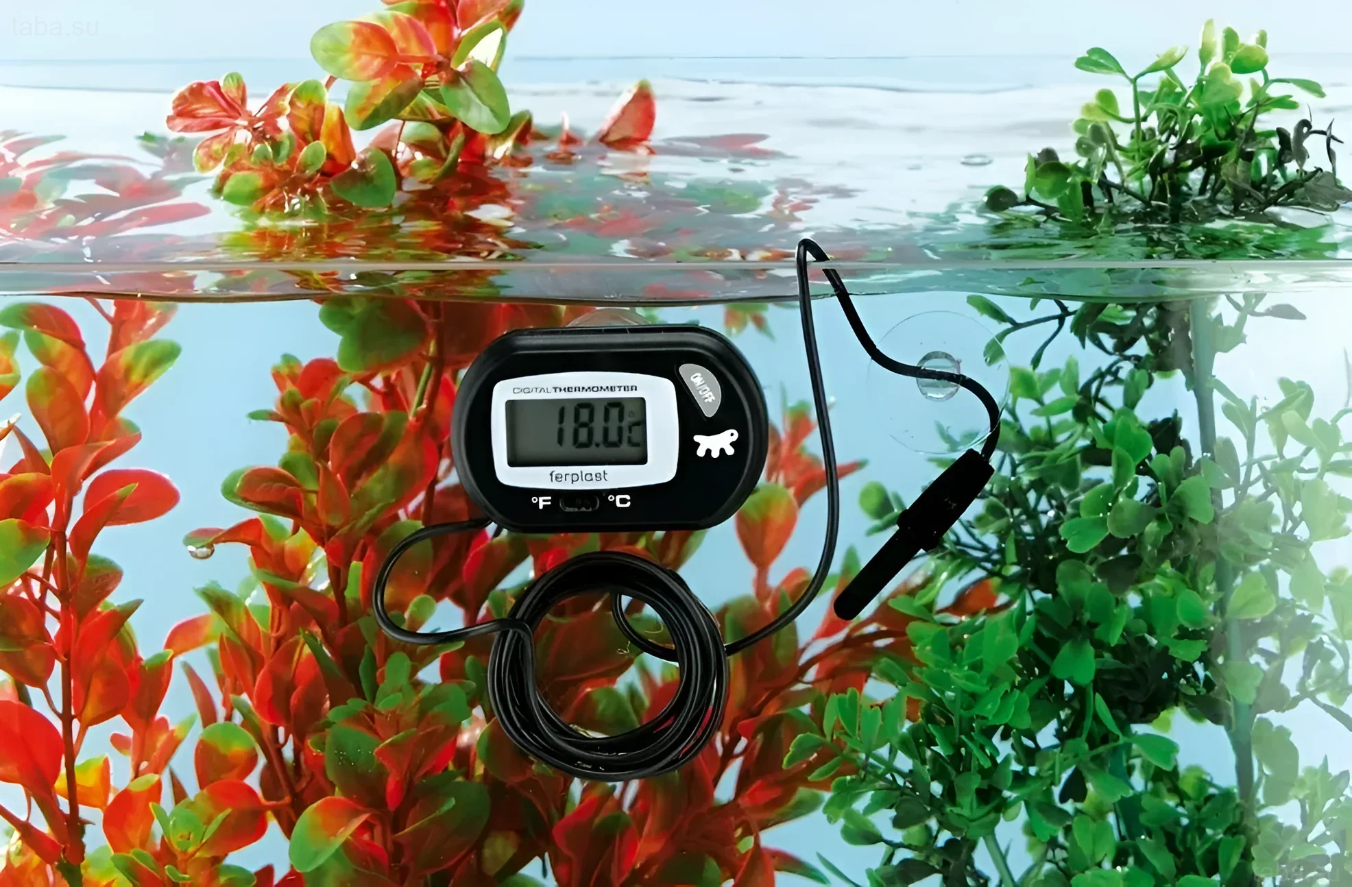लाल और हरे पौधों के साथ एक्वेरियम में डिजिटल थर्मामीटर की तस्वीर, जो उष्णकटिबंधीय मछलियों के लिए इष्टतम तापमान बनाए रखने के महत्व को दर्शाती है।