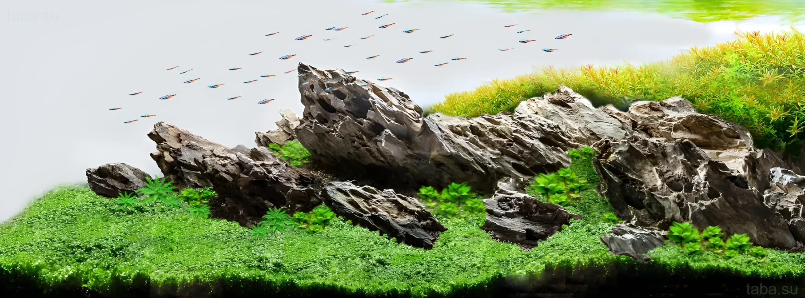 ड्रैगन स्टोन का उपयोग करके एक्वेरियम की छवि, जो चट्टानी परिदृश्य का प्रभाव पैदा करती है, जिसमें रंगीन रासबोरा मछलियों का झुंड रहता है।