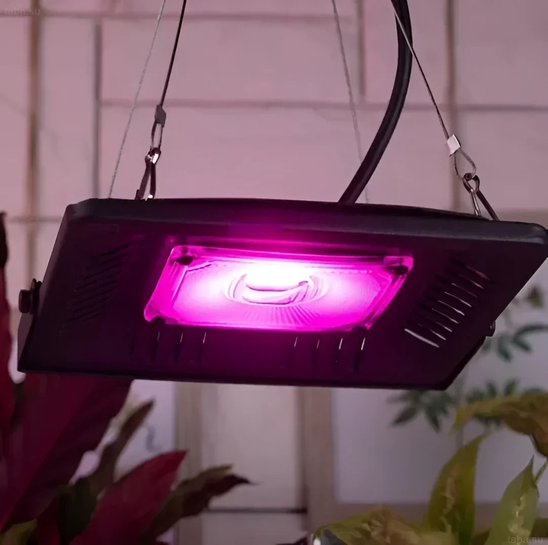 Photograph of an LED floodlight used for illuminating aquarium plants. An effective and affordable solution for stimulating photosynthesis.