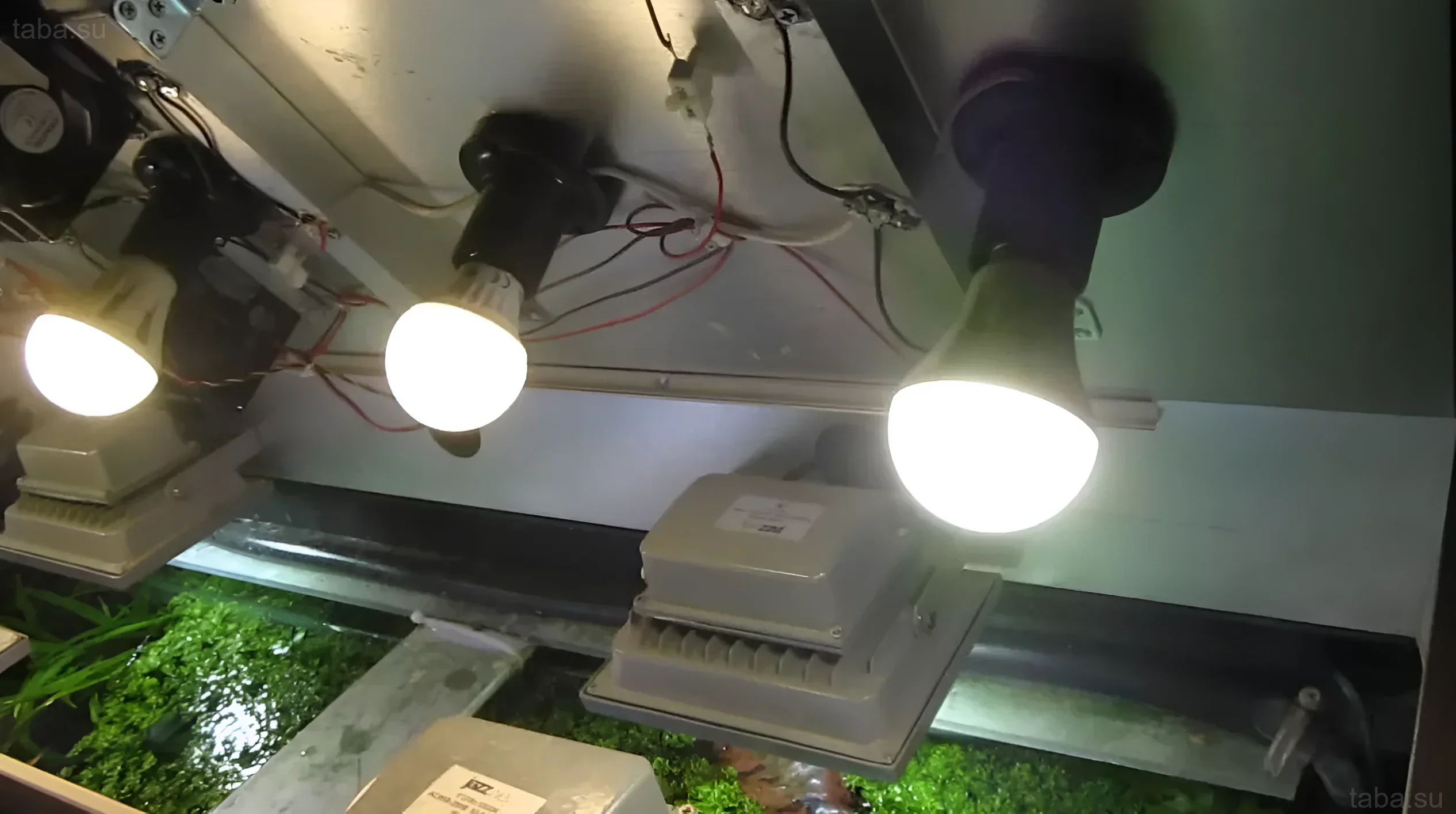 Photograph demonstrating the use of LED floodlights to illuminate an aquarium with dense vegetation. An effective and economical solution for aquarium plants.