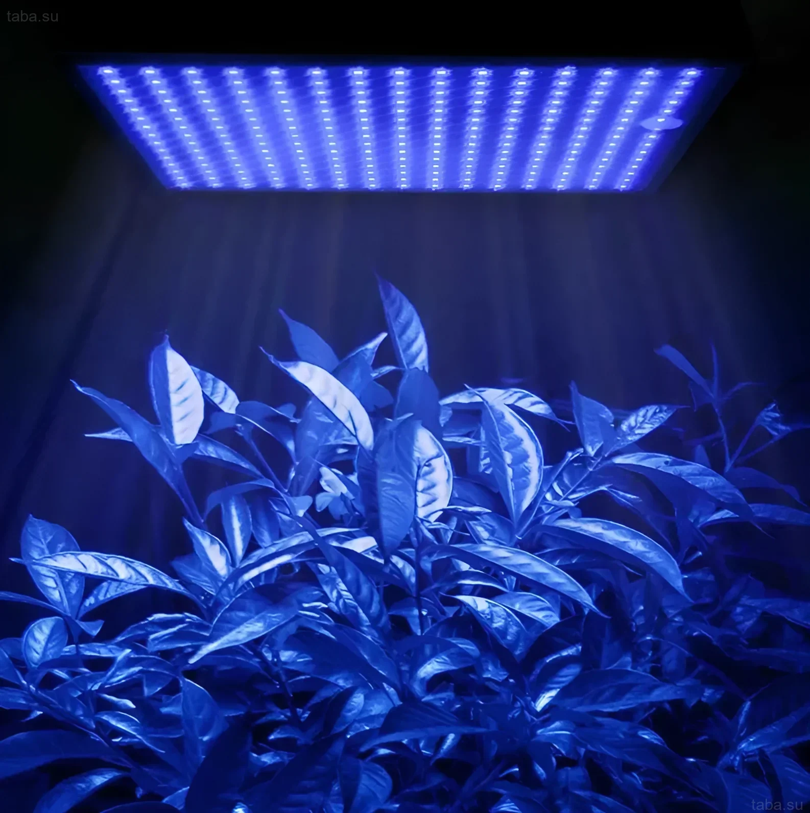 Photograph of lush green plants illuminated by a blue LED floodlight. Ideal for aquarium plants and creating biophilic design.