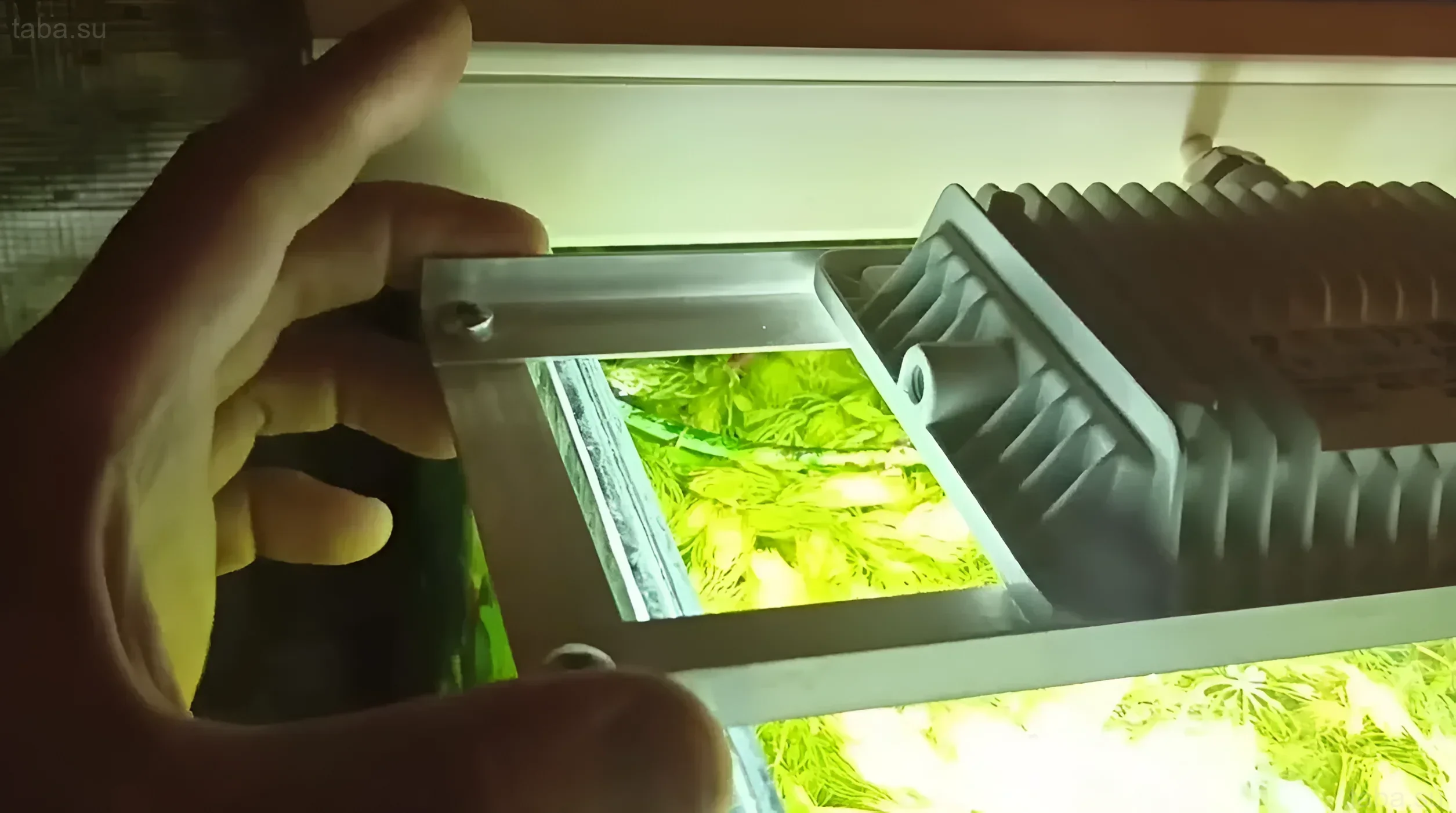 Photograph of a small aquarium illuminated by an LED floodlight. Ideal for growing undemanding plants and keeping small inhabitants.