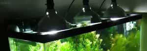 Фотография аквариума с густой растительностью, освещенного тремя LED прожекторами. Эффективное и доступное решение для роста растений.