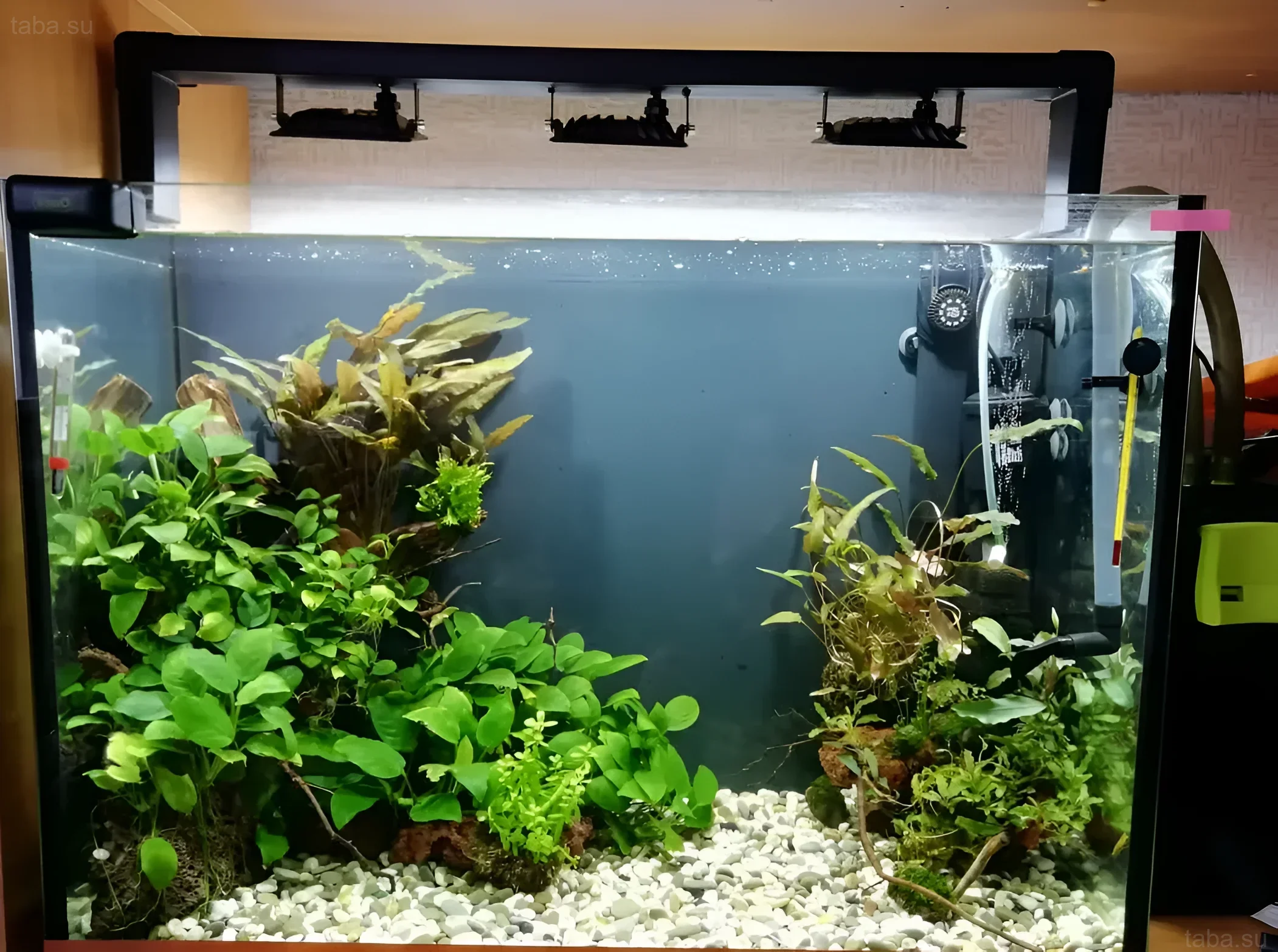 Photograph of an aquarium with LED lighting, demonstrating healthy plant growth against a light substrate and dark background.