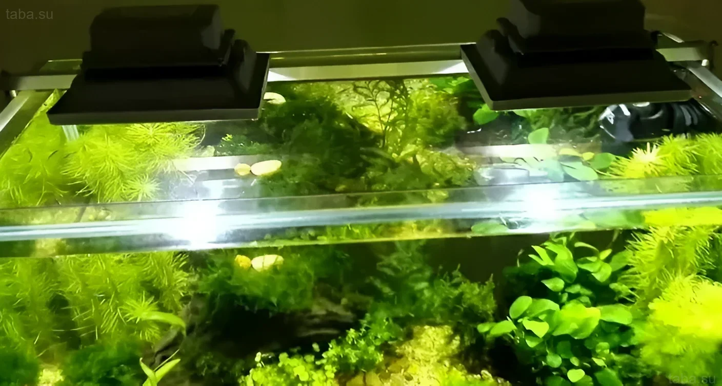 Photograph of an aquarium with dense vegetation, illuminated by two LED floodlights. Ideal for beginner aquarists and undemanding plants.