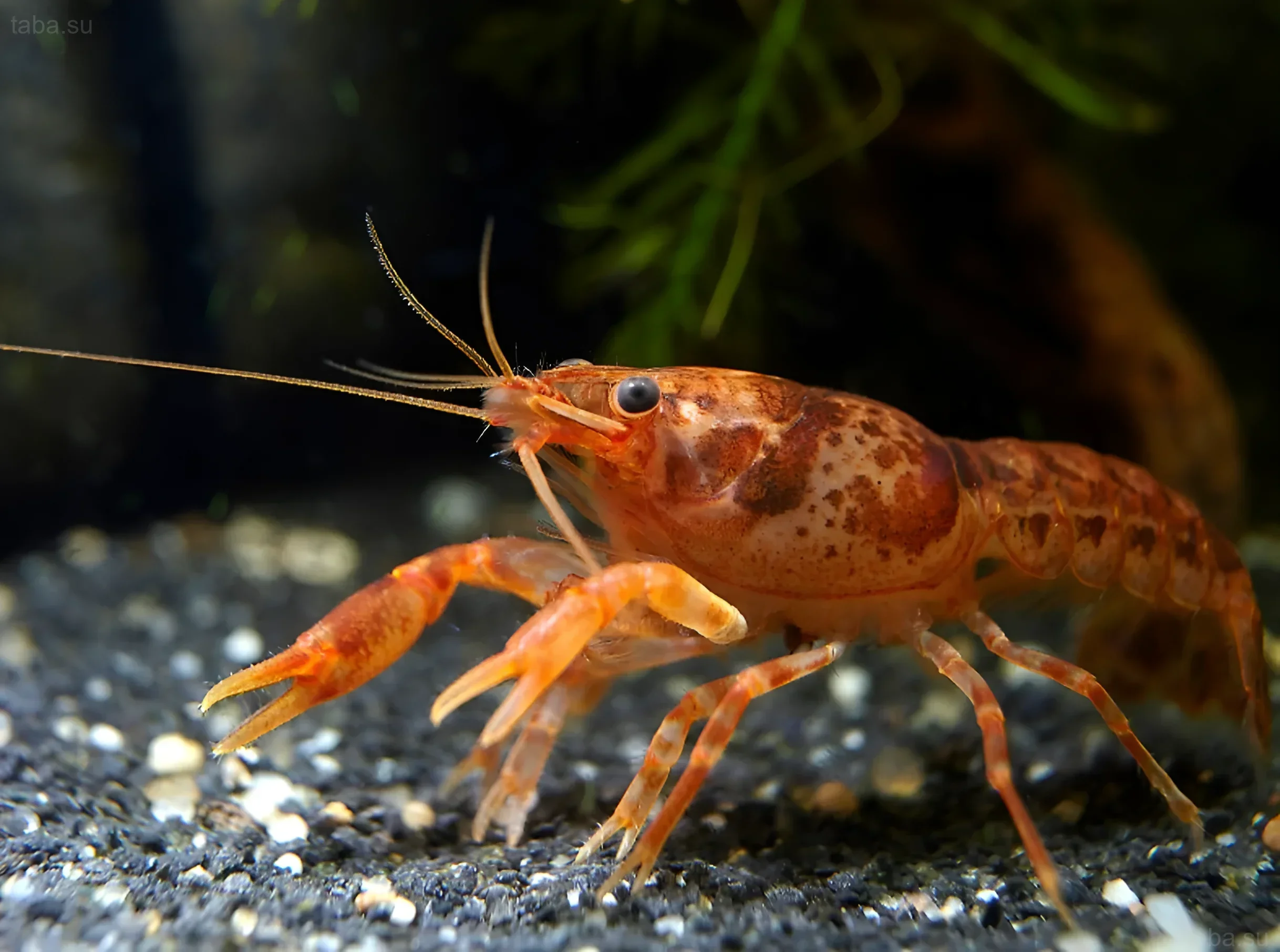 Close-up of an orange Mexican dwarf crayfish (CPO) on dark gravel, aquarium keeping, vibrant colors and details.