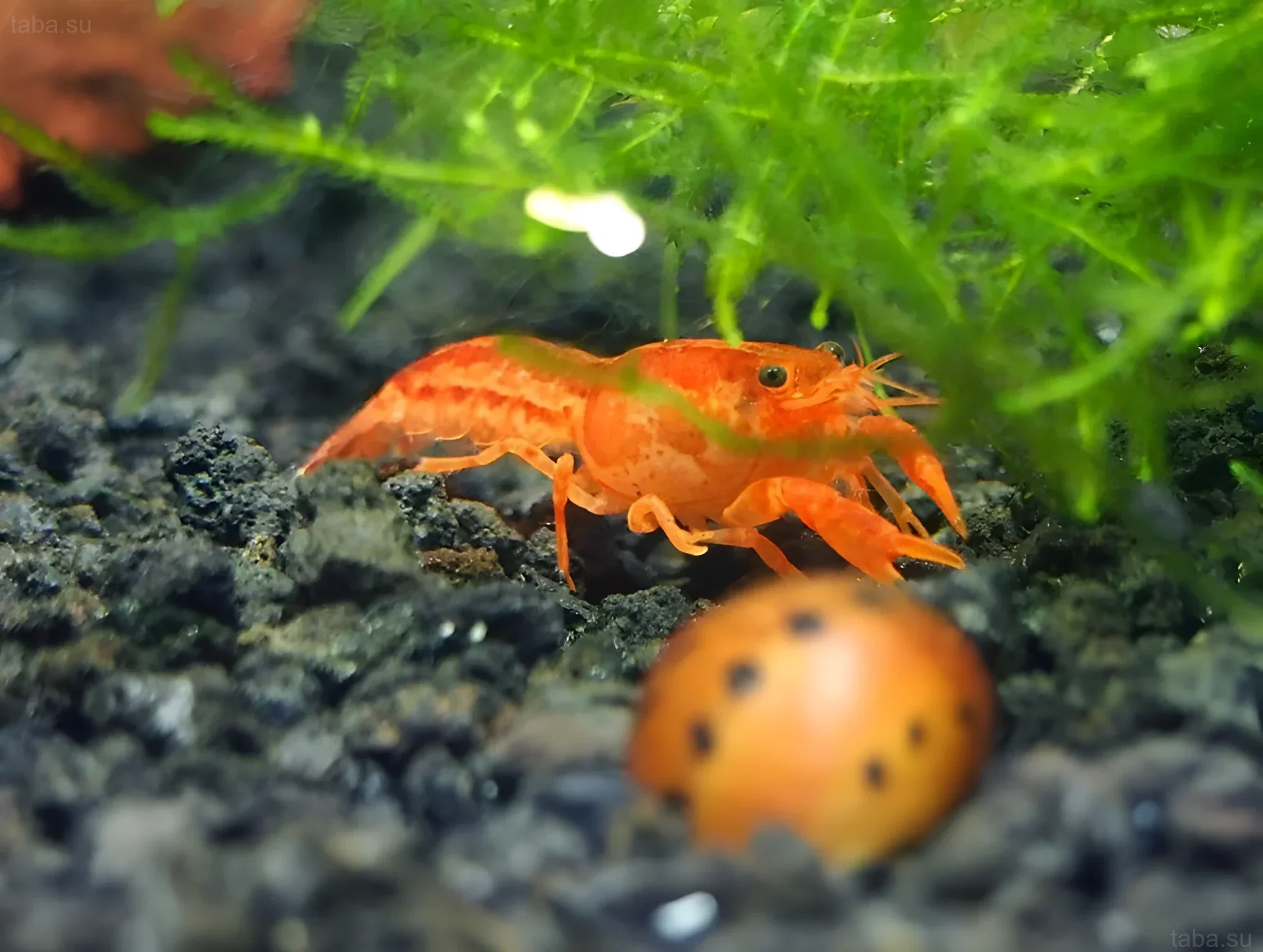 Фотография оранжевого мексиканского карликового рака (CPO) в аквариуме с густыми растениями и темным гравием. Идеально для статьи об аквариумных раках.