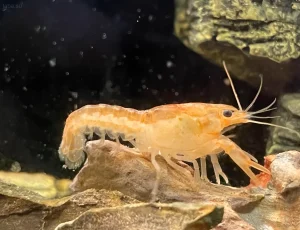 Крупный план мексиканского карликового рака (CPO) оранжевой морфы на фоне камней и растительности в аквариуме.