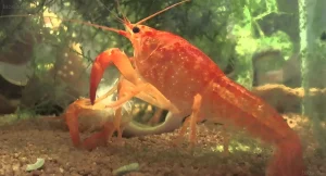 Фотография оранжевого мексиканского карликового рака (CPO) в аквариуме с гравийным грунтом и водными растениями. Идеально для любителей аквариумных ракообразных.