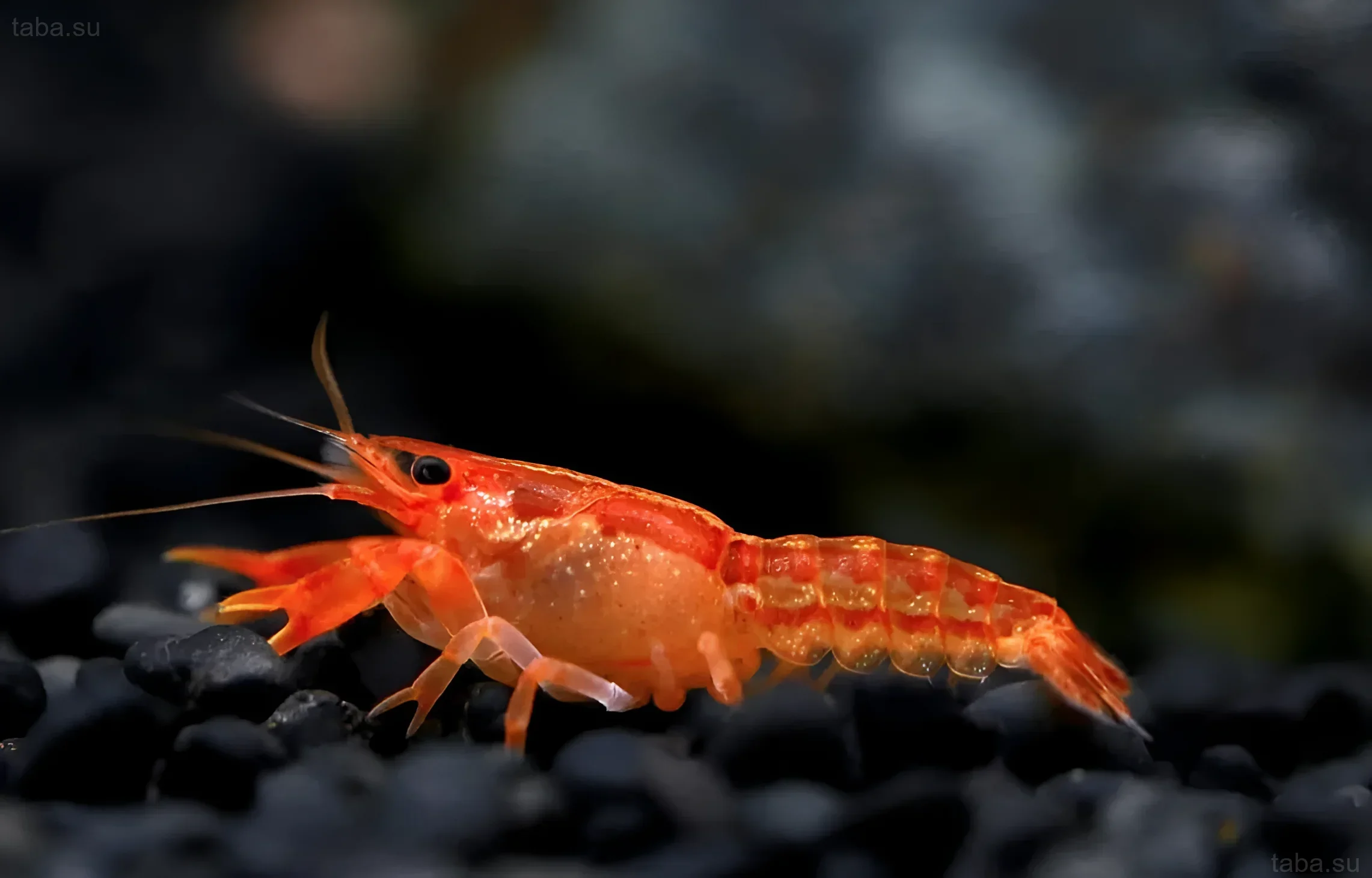 Photograph of an orange Mexican dwarf crayfish (CPO) on a dark substrate. Ideal for articles about aquarium crayfish and CPO keeping.