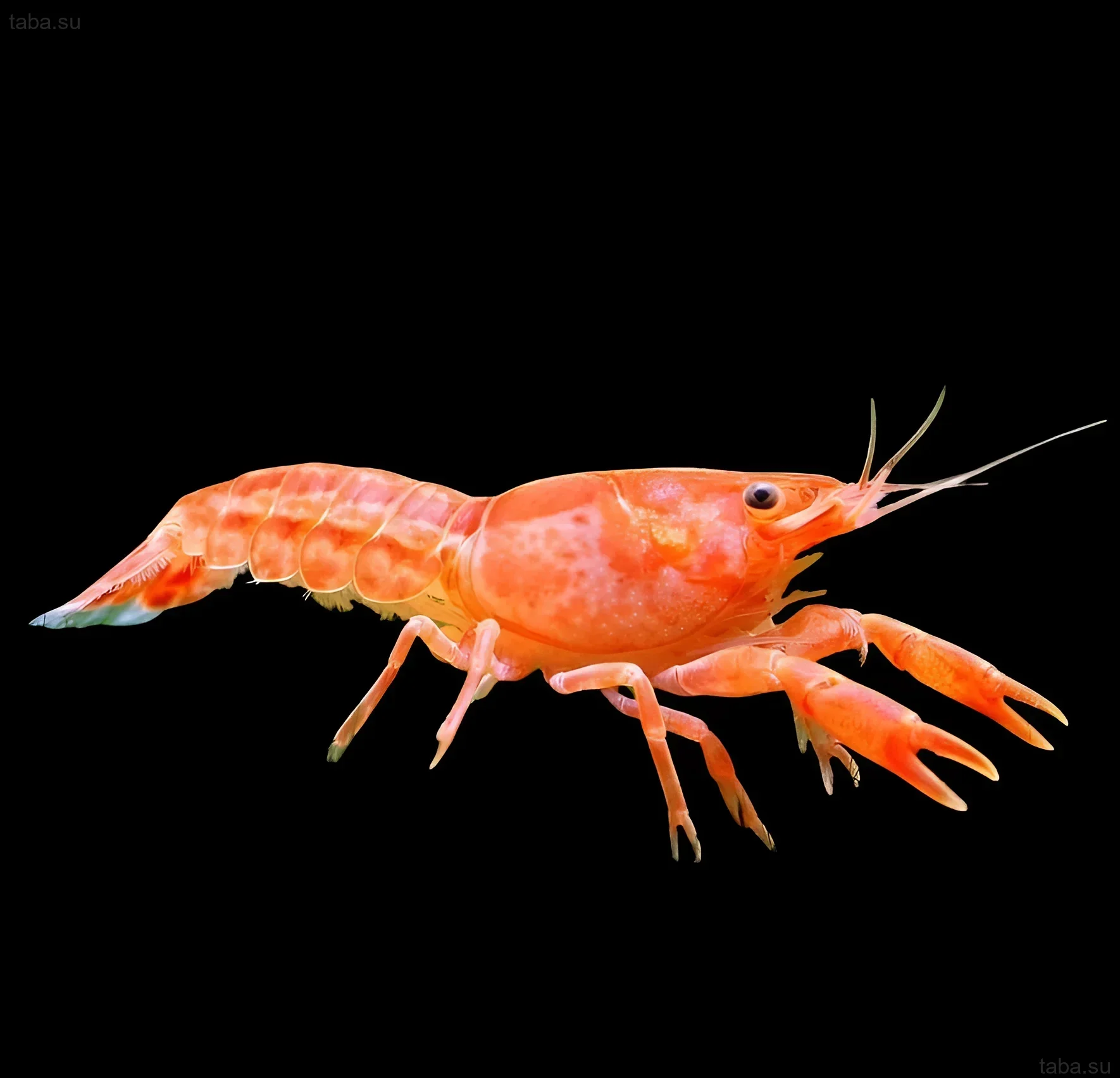 Photograph of an orange Mexican dwarf crayfish (CPO) on a black background. Ideal for an article about keeping crayfish in aquariums.