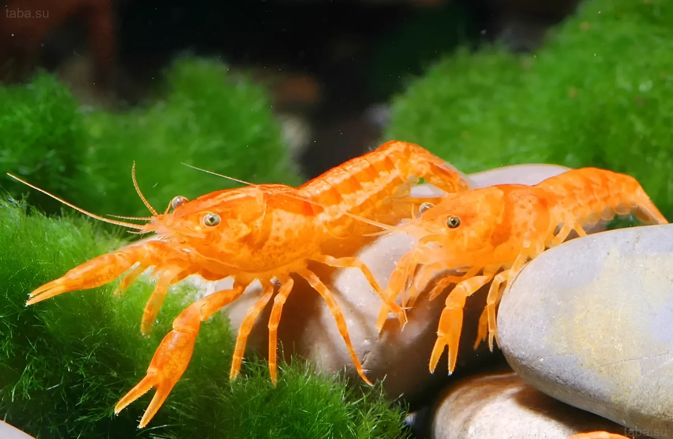 Photograph of two orange Mexican dwarf crayfish (CPO) against a background of green moss and rocks. Ideal for an article about aquarium crayfish.
