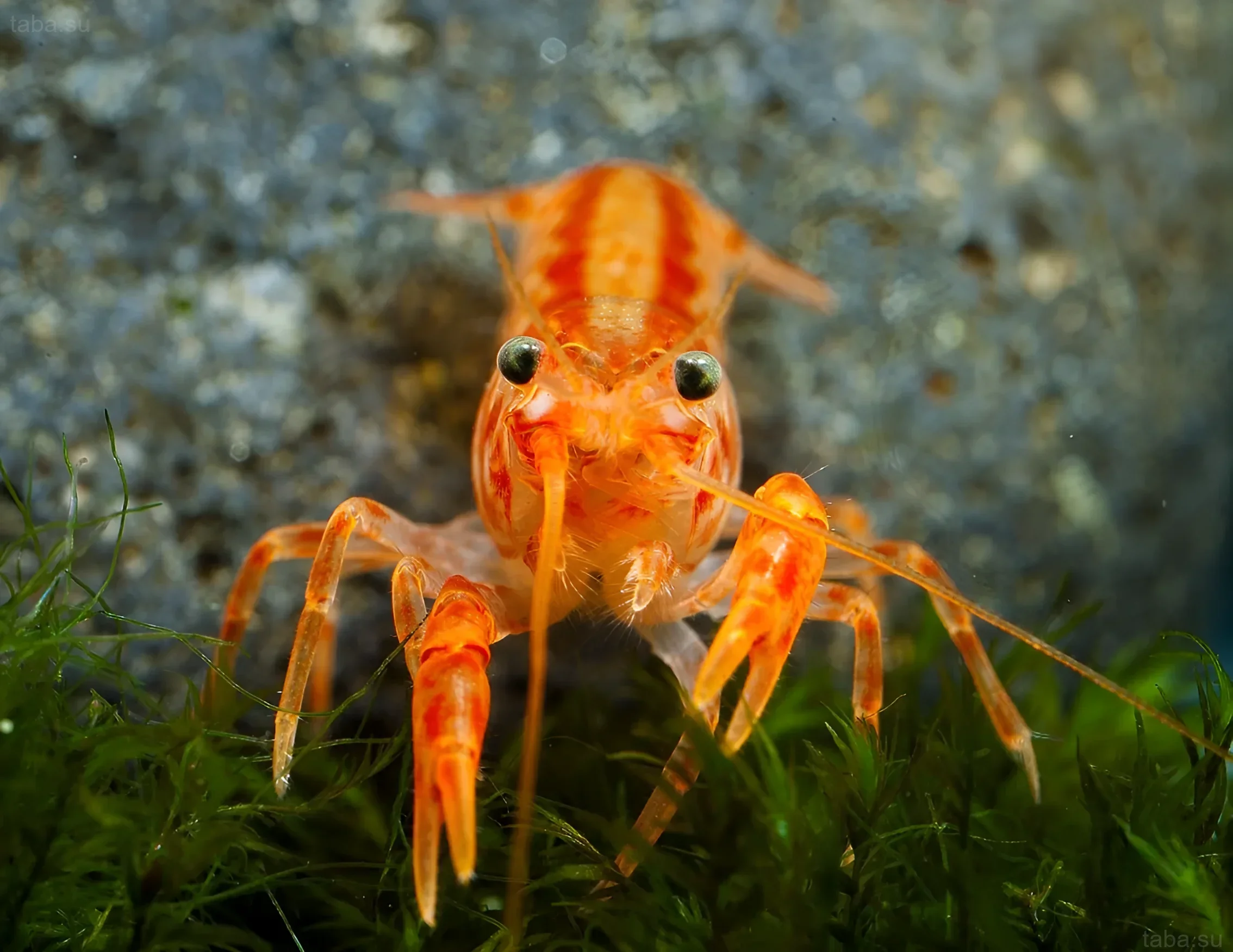 Close-up of a bright orange Mexican dwarf crayfish (CPO) against a moss background, showcasing its detailed anatomy and coloration.
