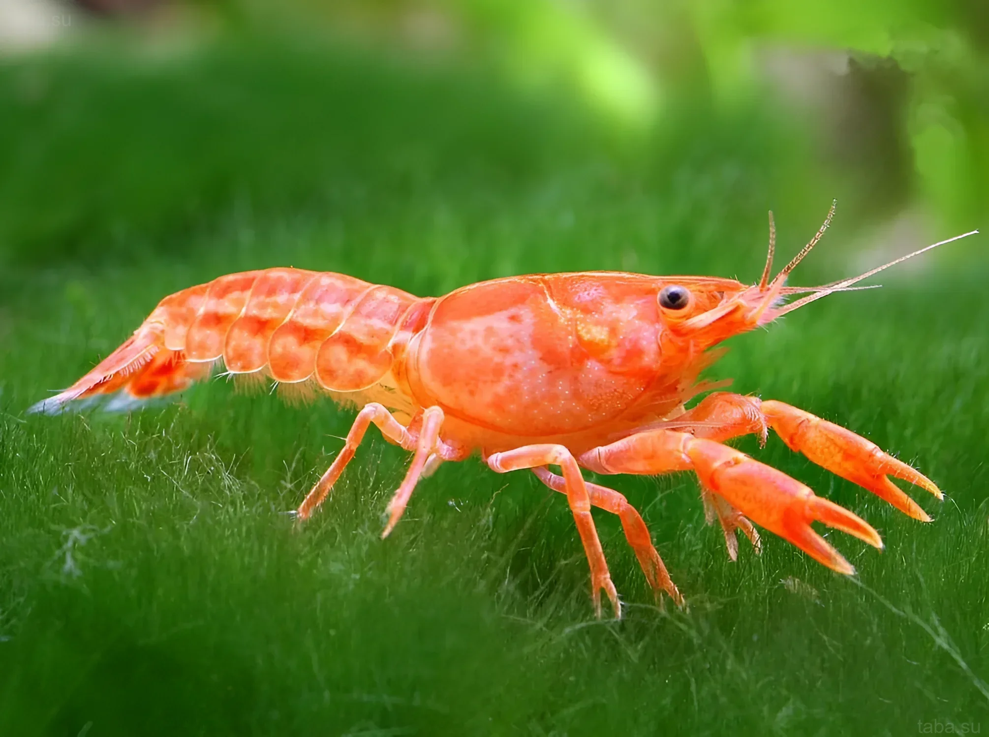 Close-up of an orange Mexican dwarf crayfish (CPO) against lush greenery, showcasing its vibrant coloration and detailed exoskeleton.